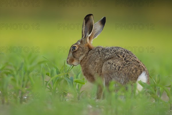 Brown hare (Lepus europaeus) adult animal feeding in a farmland maize crop, Norfolk, England, United Kingdom, Europe