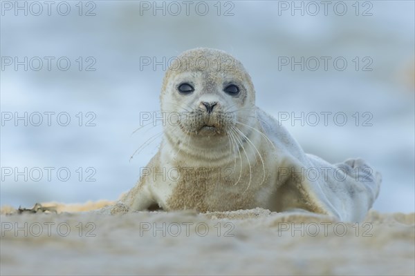 Common or Harbor seal (Phoca vitulina) juvenile baby pup on a beach, Norfolk, England, United Kingdom, Europe