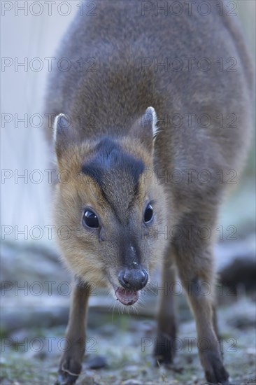 Muntjac deer (Muntiacus reevesi) adult animal head portrait, Suffolk, England, United Kingdom, Europe