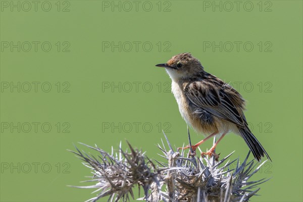 Cisticola