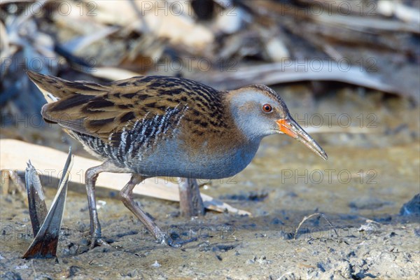 Water rail