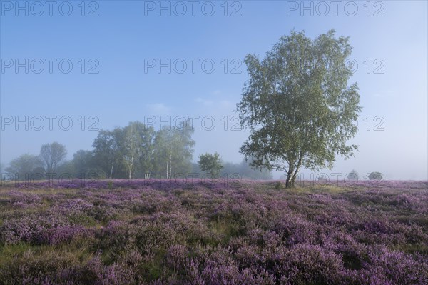 Heathland, flowering common heather (Calluna vulgaris) and birch (Betula), blue sky, Lueneburg Heath, Lower Saxony, Germany, Europe