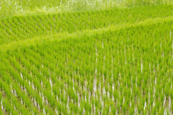 Rice terraces, Campuhan ridge walk, Bali, Indonesia, track on the hill with grass, large trees, jungle and rice fields. Travel, tropical, Ubud, Asia