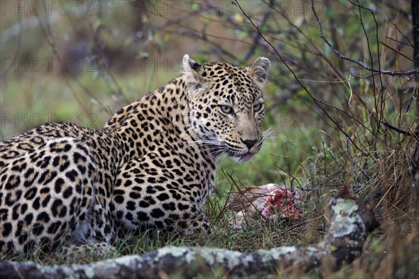 Leopard (Panthera pardus), adult, on ground, with prey, Sabi Sand Game Reserve, Kruger NP, Kruger National Park, South Africa, Africa