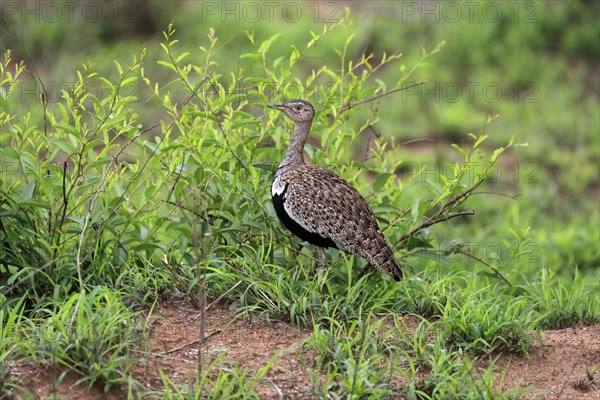 Red-crested Bustard, (Lophotis ruficrista), adult, foraging, vigilant, Kruger National Park, Kruger National Park, South Africa, Africa