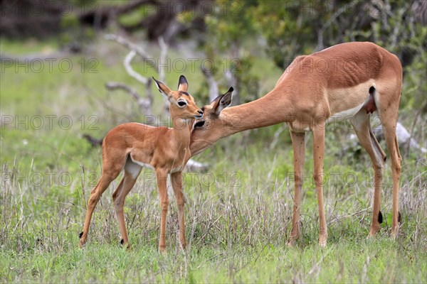 Black Heeler Antelope, (Aepyceros melampus), adult, female, young animal, mother with young animal, Kruger National Park, Kruger National Park, South Africa, Africa