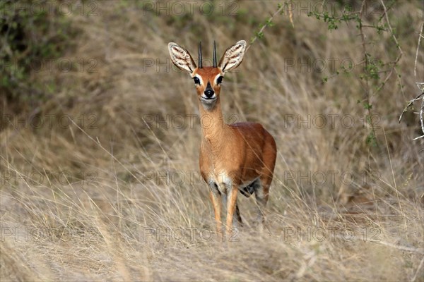 Steenbok (Raphicerus campestris), adult, male, foraging, vigilant, dwarf antelope, Kruger National Park, Kruger National Park, South Africa, Africa