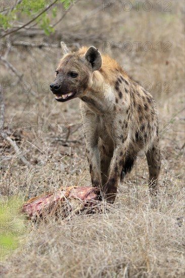 Spotted hyena (Crocuta crocuta), adult, with prey, Sabi Sand Game Reserve, Kruger National Park, Kruger National Park, South Africa, Africa