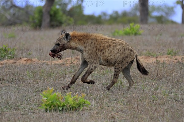 Spotted hyena (Crocuta crocuta), adult, with prey, carrying prey, running, Sabi Sand Game Reserve, Kruger National Park, Kruger National Park, South Africa, Africa