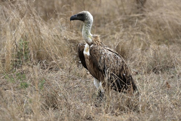 White-backed vulture (Gyps africanus), adult, alert, on ground, Sabi Sand Game Reserve, Kruger National Park, Kruger National Park, South Africa, Africa