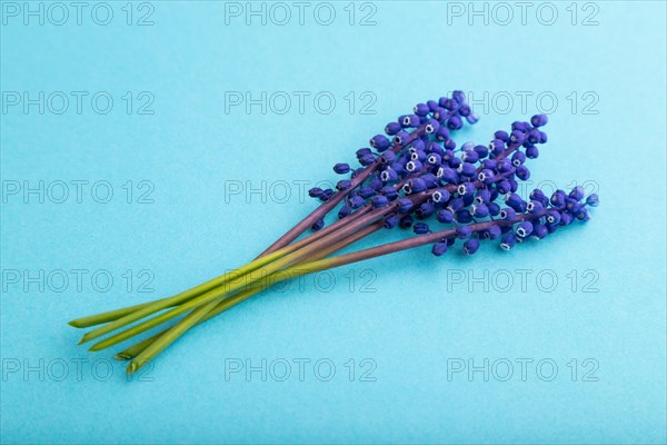 Muscari or murine hyacinth flowers on blue pastel background. side view, close up, still life. Beauty, spring, summer concept. viper bow