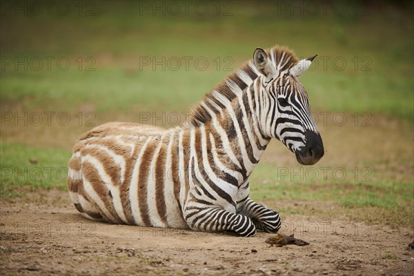 Plains zebra (Equus quagga) lying in the dessert, captive, distribution Africa