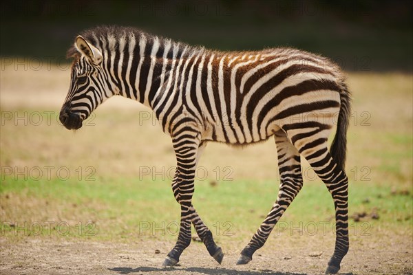 Plains zebra (Equus quagga) foal walking in the dessert, captive, distribution Africa