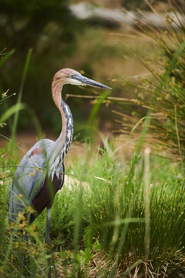 Goliath heron (Ardea goliath) standing in the bushes at the water, captive