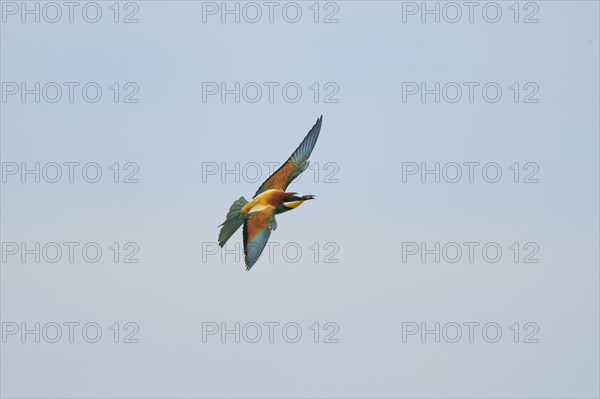 European bee-eater (Merops apiaster) flying in the sky, hunting, France, Europe