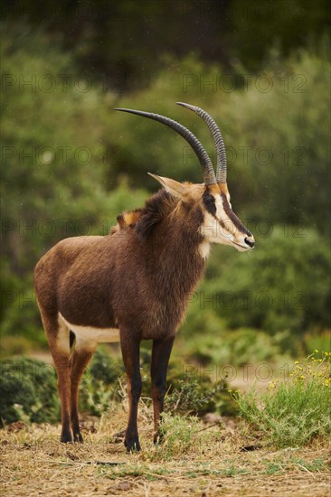 Sable antelope (Hippotragus niger) in the dessert, captive, distribution Africa