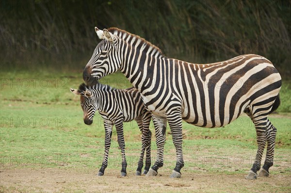 Plains zebra (Equus quagga) mother with foal in the dessert, captive, distribution Africa