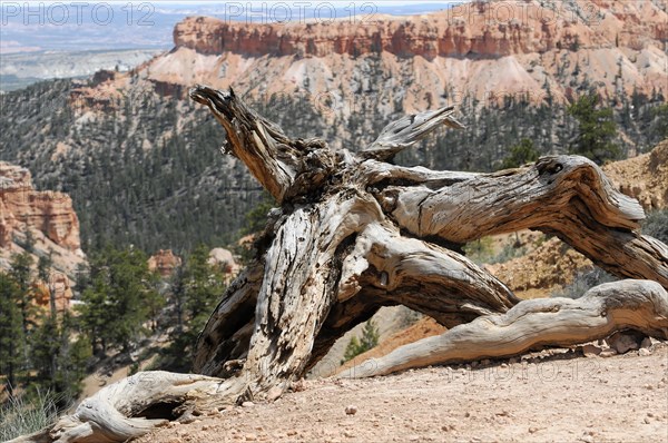 Old growth timber, Bryce Canyon National Park, Utah, USA, North America