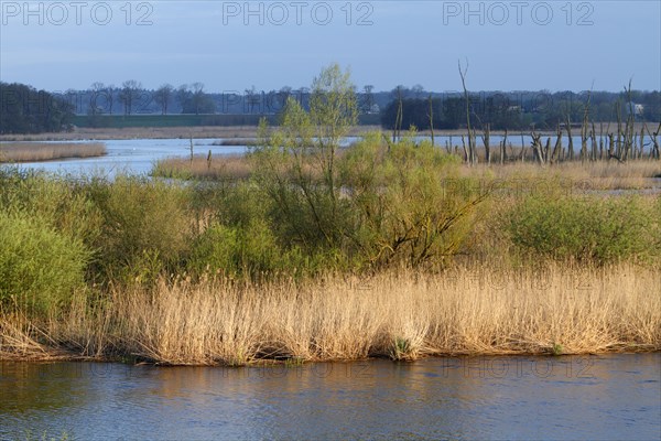 Wetland biotope in the Peene valley, waterlogged meadows, rare habitat for endangered plants and animals, view of the Randow loop of the Peene from the village of Pensin, cut through a meander of the Peene, rewetting of agricultural land, Peene Valley River Landscape nature park Park, Mecklenburg-Western Pomerania, Germany, Europe