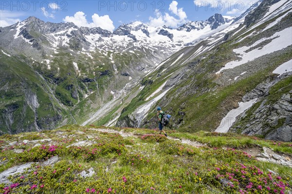 Mountaineer on hiking trail in picturesque mountain landscape with blooming alpine roses, in the background mountain peak Grosser Loeffler and Oestliche Floitenspitze with glacier Floitenkees, valley Floitengrund, Berliner Hoehenweg, Zillertal Alps, Tyrol, Austria, Europe