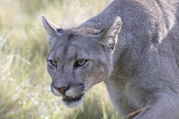 Cougar (Cougar concolor), silver lion, mountain lion, cougar, panther, small cat, animal portrait, Torres del Paine National Park, Patagonia, end of the world, Chile, South America