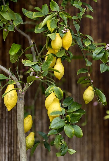 Lemon tree with blossoms and fruit, Limone sul Garda, Lake Garda, Province of Brescia, Lombardy, Italy, Europe