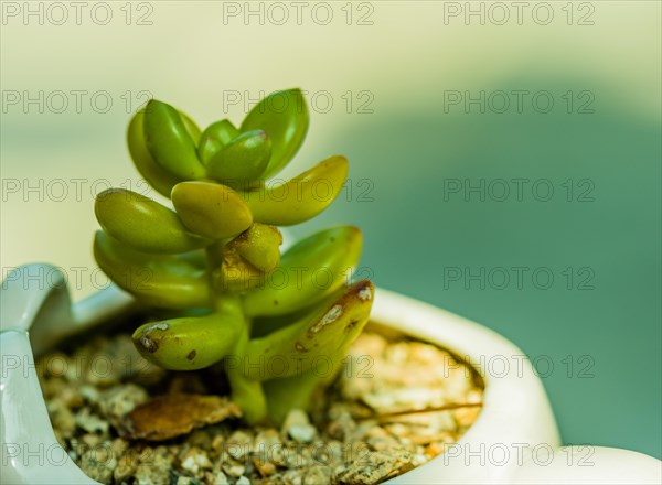 Closeup of green succulent cactus in bowl of brown pebbles with blurred background