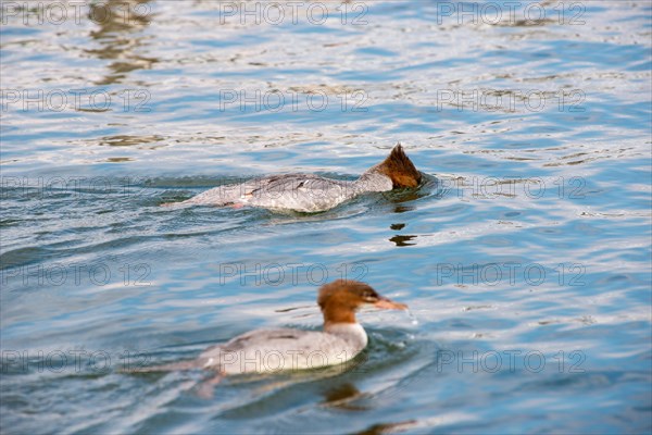 Two common mergansers (Mergus merganser merganser), female and female juvenile, swimming in the water, adult bird with half-submerged head looking for prey in the water, Lake Schwerin, Mecklenburg-Western Pomerania, Germany, Europe