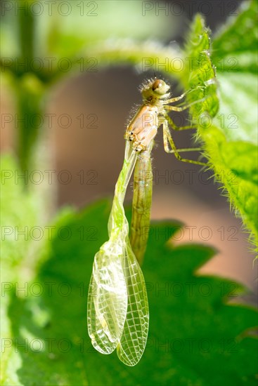 A newly hatched dragonfly sits on a leaf of a stinging nettle, stinging nettle (Urtica dioica), and dries its still crumpled, folded wings, macro shot, close-up