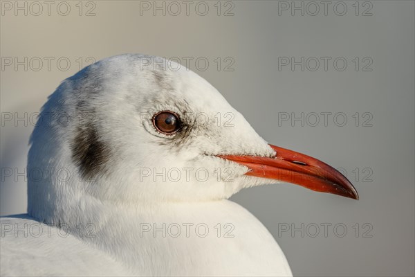 Black-headed Black-headed Gull (Chroicocephalus ridibundus) portrait in winter. Bas-Rhin, Alsace, Grand Est, France, Europe