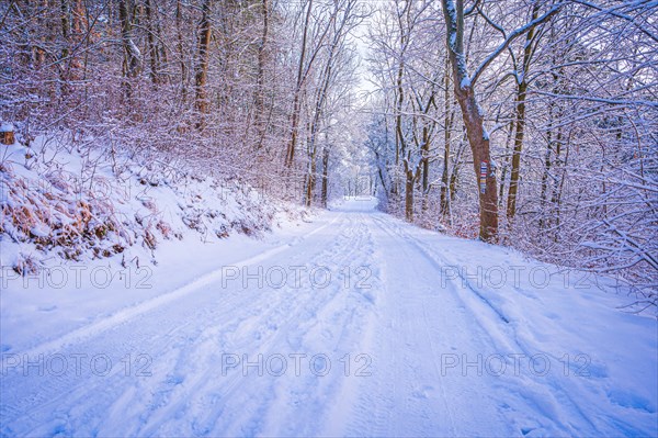 Hiking trails covered with snow in the mixed forest on the Kernberge in Jena in winter, Jena, Thuringia, Germany, Europe