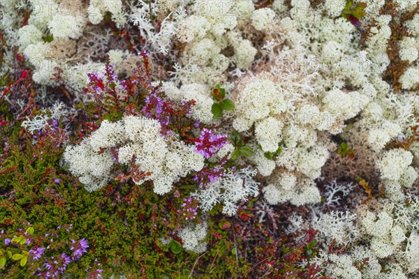 Broom common heather (Calluna vulgaris), true reindeer lichen (Cladonia rangiferina), nature photograph, Tynset, Innlandet, Norway, Europe