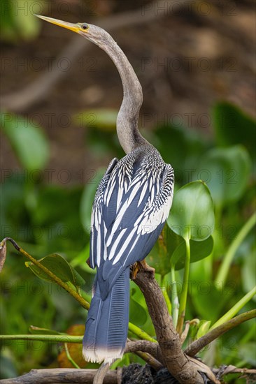 American darter (Anhinga anhinga) Pantanal Brazil