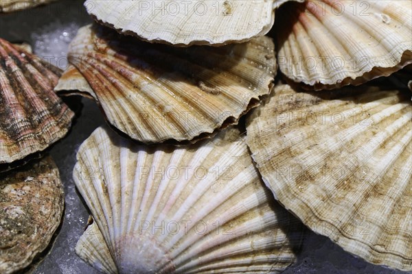 Scallops, Campo de la Pescaria fish market, Rialto market, San Polo neighbourhood, Venice, Veneto, Italy, Europe