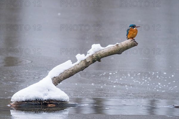 Common kingfisher (Alcedo atthis) sitting on a snow-covered branch above a frozen water surface, winter, Hesse, Germany, Europe