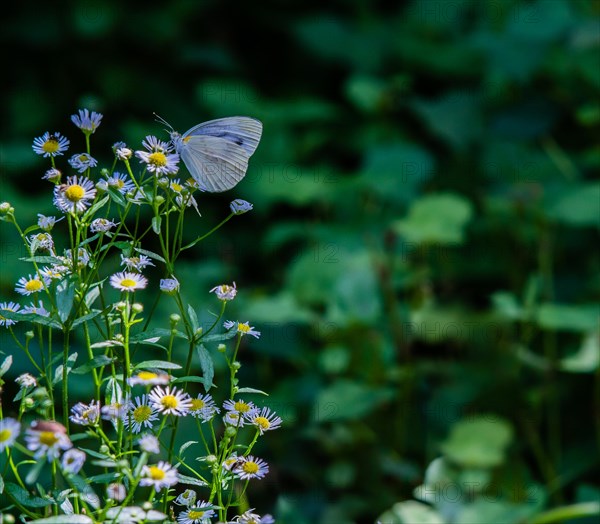 Closeup of a small white butterfly gathering pollen from white flowers with a soft blurred background