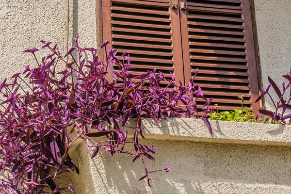 Maroon leaf plant growing in planter box under window shutter in Istanbul, Tuerkiye