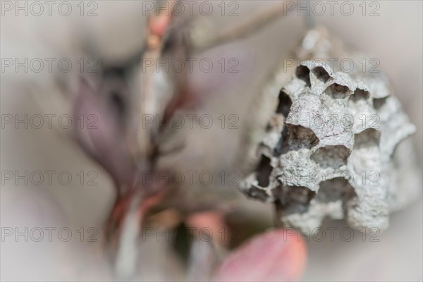 Closeup of empty wasp nest in bright natural light with blurred background