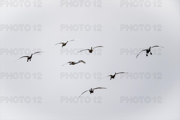 Tundra swans (Cygnus bewickii), flying, Emsland, Lower Saxony, Germany, Europe