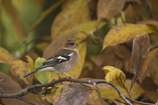 European chaffinch (Fringilla coelebs) adult male bird amongst autumn leaves of a garden Magnolia tree, Suffolk, England, United Kingdom, Europe