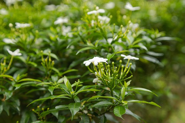 White jasmine flowers in botanical garden, selective focus, copy space, malaysia, Kuching orchid park