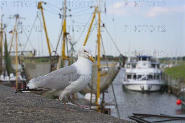 European herring gull (Larus argentatus) in front of shrimp cutter at the harbour of Greetsiel, Germany, Europe
