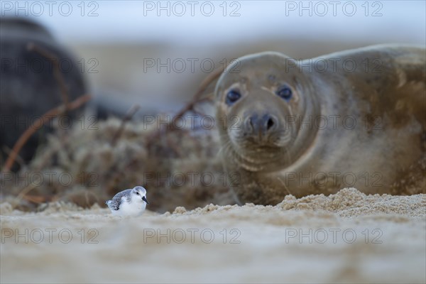 Grey seal (Halichoerus grypus) adult watching a Sanderling (Calidris alba) bird on a beach, Norfolk, England, United Kingdom, Europe