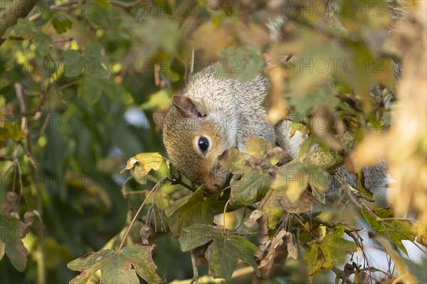 Grey squirrel (Sciurus carolinensis) adult feeding on Field maple tree seeds, Suffolk, England, United Kingdom, Europe