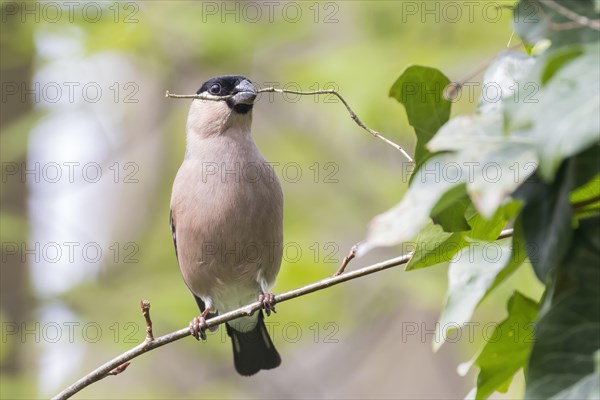 Eurasian bullfinch (Pyrrhula pyrrhula), female with nesting material in her beak, sitting on a branch, Hesse, Germany, Europe