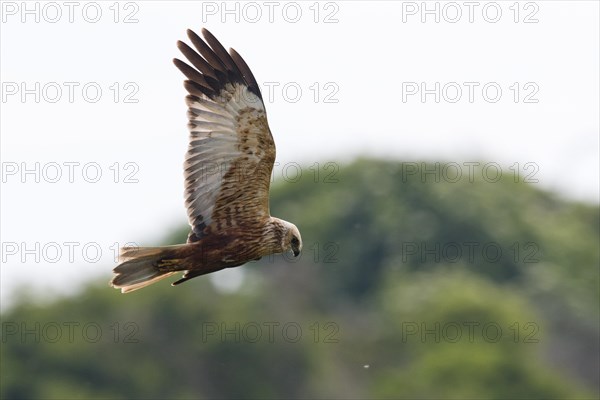 Western marsh-harrier (Circus aeruginosus), Emsland, Lower Saxony, Germany, Europe