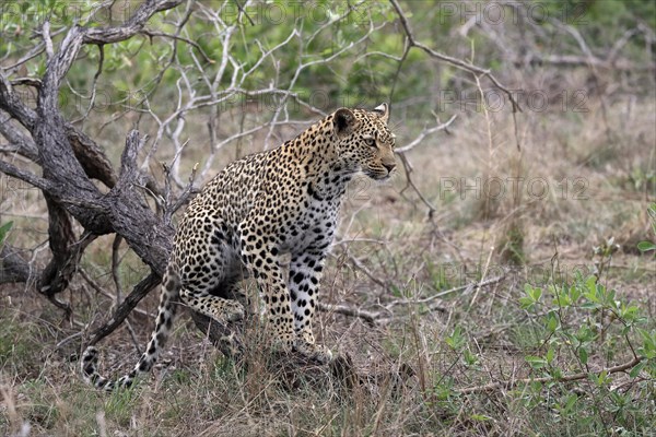 Leopard (Panthera pardus), adult, observed, alert, Sabi Sand Game Reserve, Kruger NP, Kruger National Park, South Africa, Africa