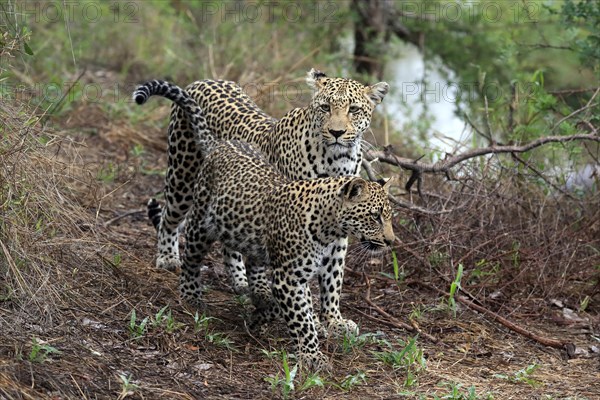 Leopard (Panthera pardus), adult, young, alert, Sabi Sand Game Reserve, Kruger NP, Kruger National Park, South Africa, Africa