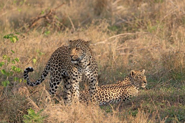 Leopard (Panthera pardus), adult, pair, alert, Sabi Sand Game Reserve, Kruger NP, Kruger National Park, South Africa, Africa