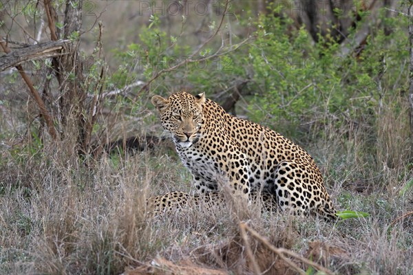 Leopard (Panthera pardus), adult, pair, mating, Sabi Sand Game Reserve, Kruger National Park, Kruger National Park, South Africa, Africa